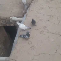 کبوتر|پرنده|درمیان, |دیوار