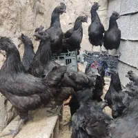 تخم مرغ ایام ثمانی
