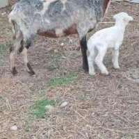 گوسفندمادروبره ماده سفید و5 راس گوسفندجوان