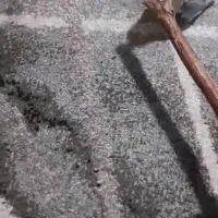 کوتوله برزیلی