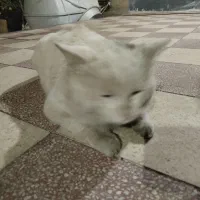 گربه پرشین کت سفید چشم سبز