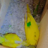 مرغ عشق با جوجه