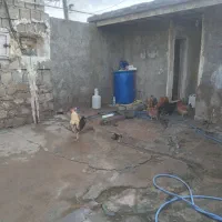 مرغ۴|حیوانات مزرعه|گتوند, |دیوار