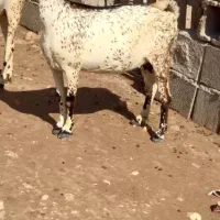 بره و میش و بز