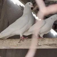 کبوتر سفید یکدست دم چتری . پا پر . و سفید ساده