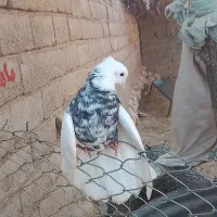 پرندگان|پرنده|دهلران, |دیوار