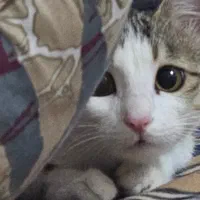 واگذاری دو گربه‌ی DSH|گربه|ارومیه, |دیوار