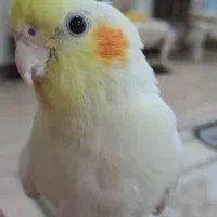 عروس هلندی لوتینو