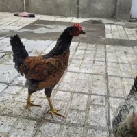 فروش جوجه مرغ خانگی