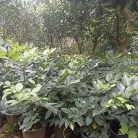 یاس هلندی|عمده‌فروشی|چابکسر, |دیوار