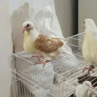 کبوتردوبال اهوازی