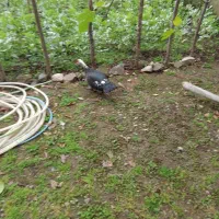 اردک اسراعیلی