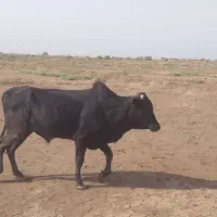 گاوگوساله نر