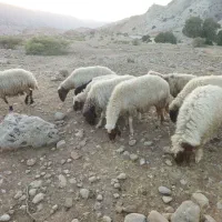 گوسفند لری آبستن شک و دو و سه بره|حیوانات مزرعه|پلدختر, |دیوار