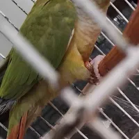 گرینچیک ماده آماده