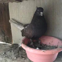 کفتر  سرخ کاکل پاچکمه