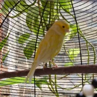 قناری نر و ماده