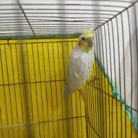 عروس هلندی ماده کار داده|پرنده|اردبیل, |دیوار