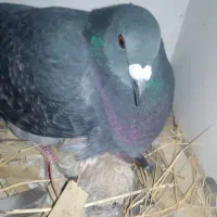 فروش سریع تعدادی کبوتر اصیل پلاکی