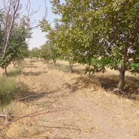 باغ گردو|خدمات باغبانی و درختکاری|جوکار, |دیوار