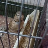 جوجه سهره|پرنده|تهران, اسفندیاری|دیوار