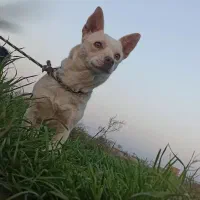 واگذاری پاکوتاه|سگ|آق قلا, |دیوار