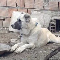 واگذاری سگ ماده ترکمن دم فحل