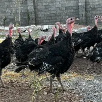جوجه های بوقلمون انگلیسی