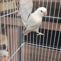 کوتوله برزیلی البینو