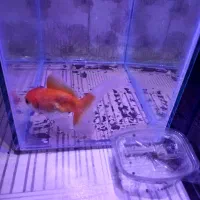 ماهی گلد فیش و ماهی گوپی|ماهی|مشهد, اروند|دیوار