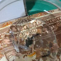 ماهی لجن خوار و کوی