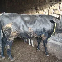 گوساله نر پرواری|حیوانات مزرعه|اندیکا, |دیوار