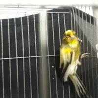 قناری نر ابلق با قفس ۱۰۰۰۰|پرنده|رباطکریم, نصیرشهر|دیوار
