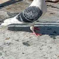 کبوتر|پرنده|جهرم, |دیوار