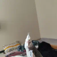 عروس هلندی گمشده|حیوانات|رباط‌کریم, رباط‌کریم|دیوار