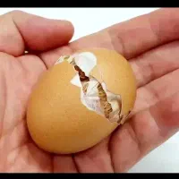 دستگاه جوجه کشی از من تخم نطفه دار از شما