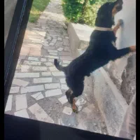 سگ روتوایلر