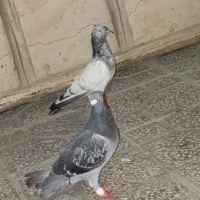پولکی نرجوانه مست وجوجه کله نر  خوشگل فقط۲۰۰
