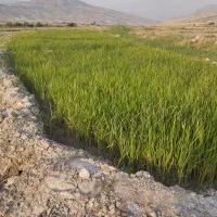 تخم چلتیک شمیم