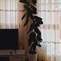 گل فیکوس دومتری با گلدان