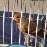 سرقناری لر خون دهندار