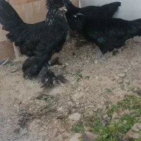 مرغ سلطان|حیوانات مزرعه|بندر دیر, |دیوار