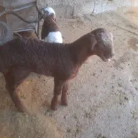 گوسفند میش بره|حیوانات مزرعه|بیستون, |دیوار