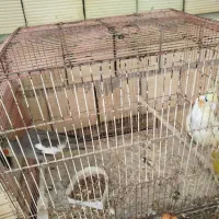 تعدادی عروس هلندی جفت و تک