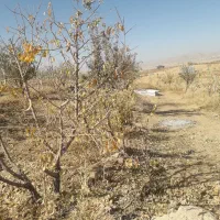 کل زمین ۱۵۰۰متر۱۰دقیقه اب|فروش دفتر صنعتی، کشاورزی، تجاری|خرم بید, |دیوار