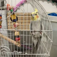 عروس هلندی جفت|پرنده|فردوسیه, |دیوار