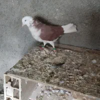 کبوتر گرفتنی|حیوانات|ارومیه, |دیوار