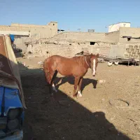 کره اسب دوساله|اسب و تجهیزات اسبسواری|قمرود, |دیوار