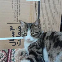 فروش ابگرمکن بوتان ۳۱۱۵ اقساطی