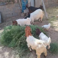 بز و بزغاله